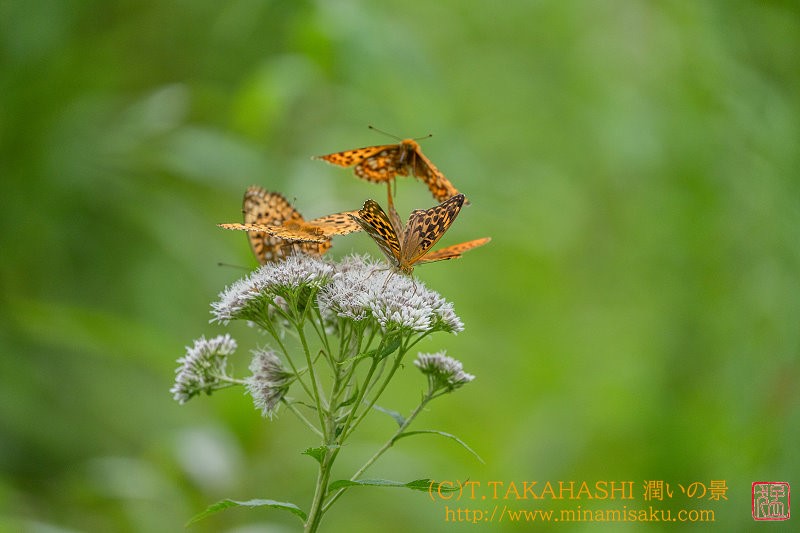 ../Images/7R240713 (405).jpg